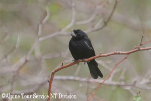 キューバクロウソ　Cuban Bullfinch